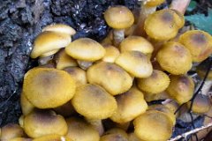 honey-fungus-mushroom.jpg